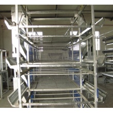 Cage de poulet de haute qualité